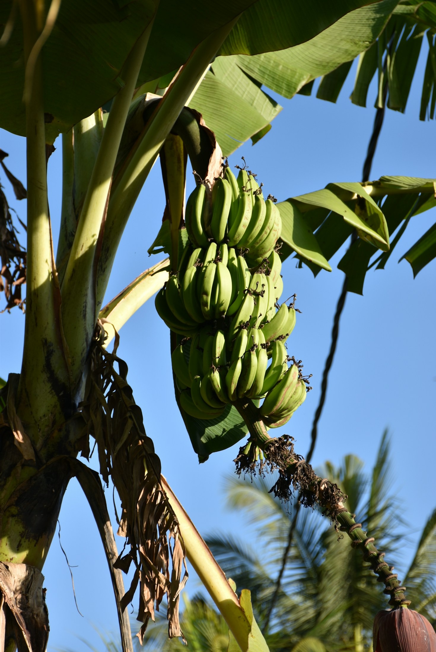 Os benefícios inesperados de adicionar banana à sua dieta