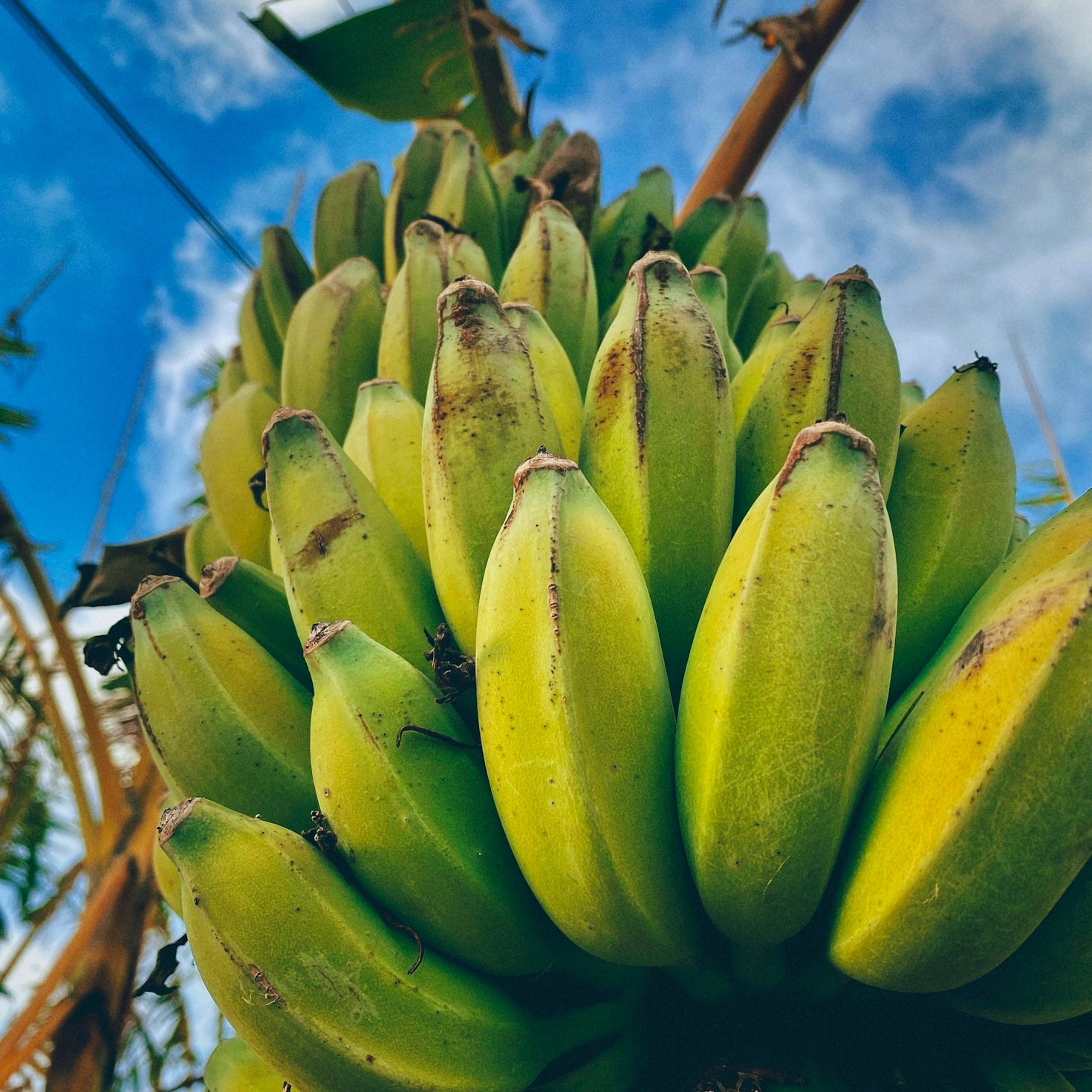 Como armazenar bananas para maior frescor e sabor