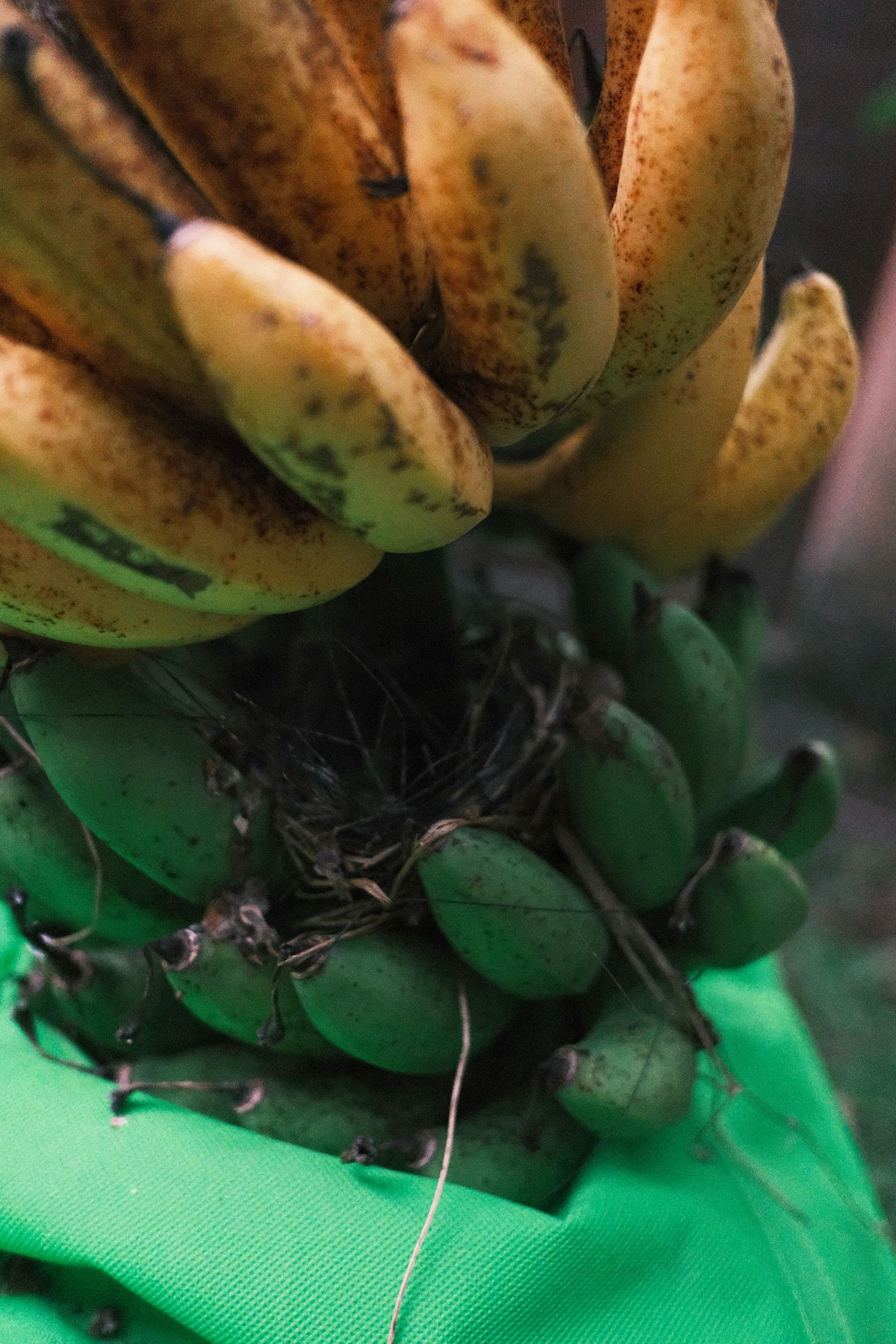 Bananas e esportes: energia natural para atletas