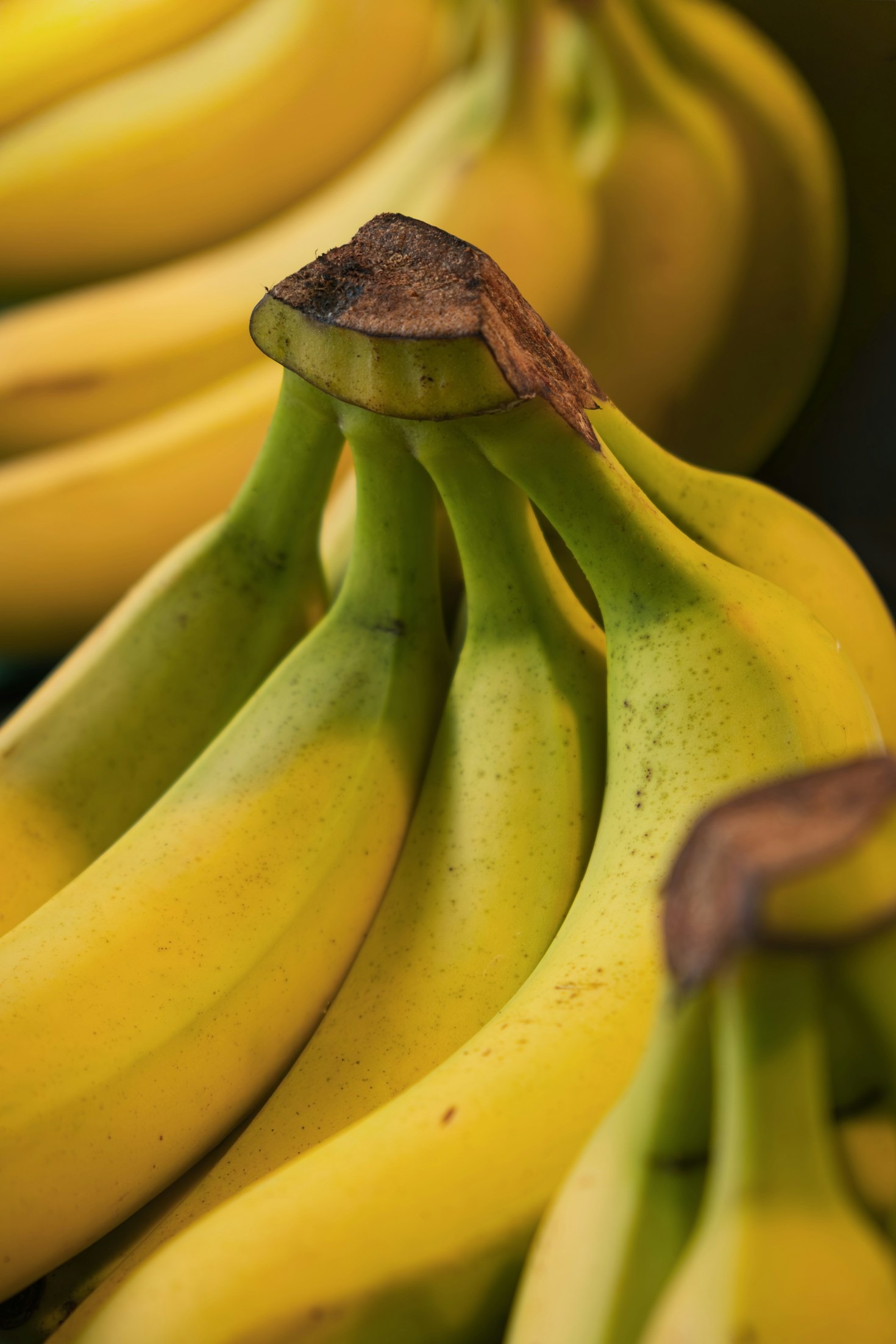Curiosidades sobre bananas que vão surpreender você